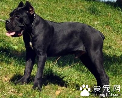 卡斯羅犬價格 純正血統的狗會更貴些