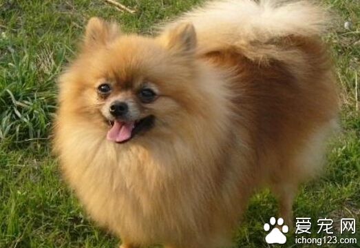 英系博美多少錢 不同城市寵物價格不一