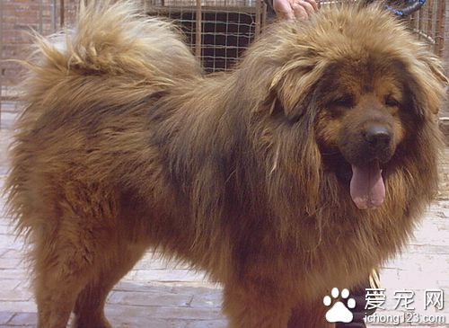 藏獒和狼誰厲害 打架二者誰會贏