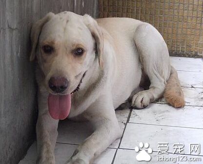 導盲犬的價格是多少 價格最少也要萬元左右