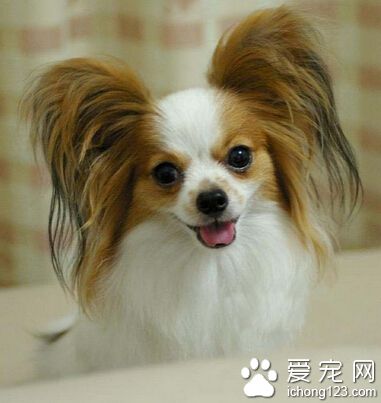 蝴蝶犬多少錢一只 賽級的可能會在1-2萬元