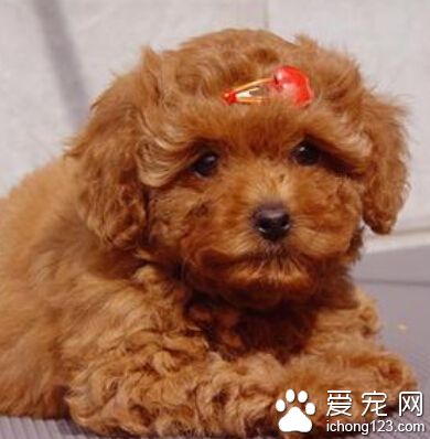 泰迪狗多少錢一只 普通的大概需要1500元