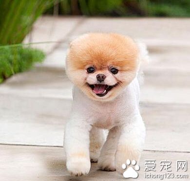 俊介狗狗多少錢 普通的價格在一兩千元左右