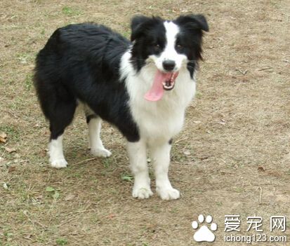 邊境牧羊犬好不好 天生會放養且易訓練