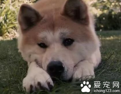 忠犬八公是什麼狗 它就是日本有名的秋田犬
