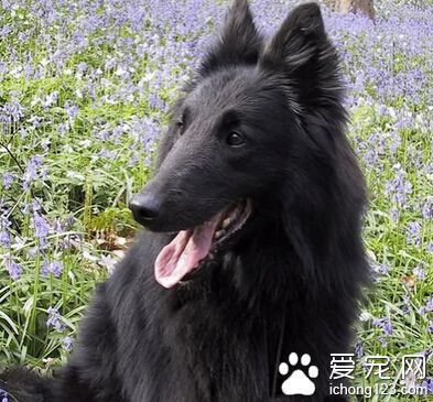 比利時牧羊犬的價格 純種在5000-8000元