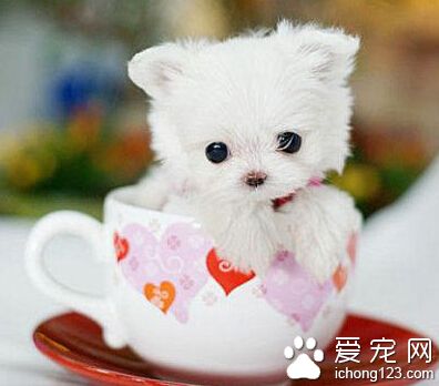 茶杯犬長不大嗎 停止生長在7～8個月時