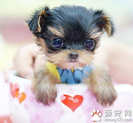 哪裡有賣茶杯犬 去當地狗狗交易市場看看