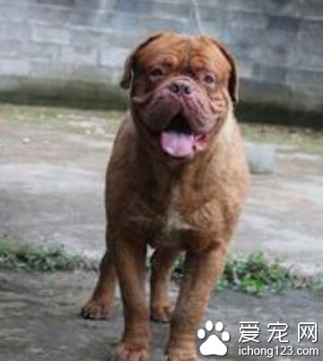 波爾多犬價格 一般在8000到10000左右