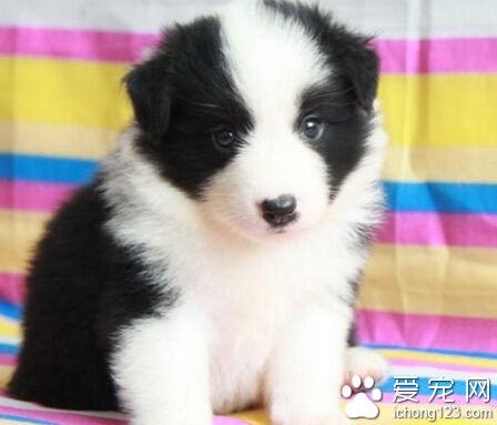 哪裡有賣邊境牧羊犬 多看看寵物交易市場