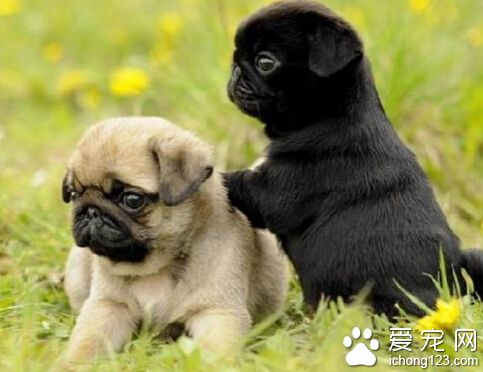 八哥犬多少錢一只 一般的大概300-500元