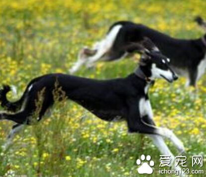 薩路基掉毛嗎 需每天都要幫它們梳次毛