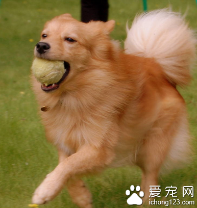 芬蘭獵犬多少錢 該犬的樣子很像狐狸