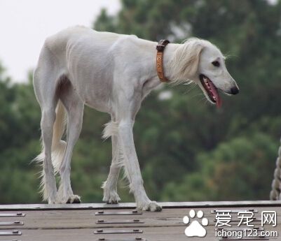 薩路基怎麼選 主要是看它們的外觀去判斷