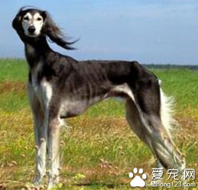  薩路基多少錢 價格從五千到上萬不等