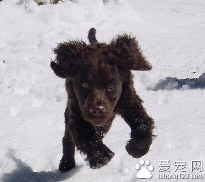 美國水獵犬多少錢一只 大約為1500-8000元