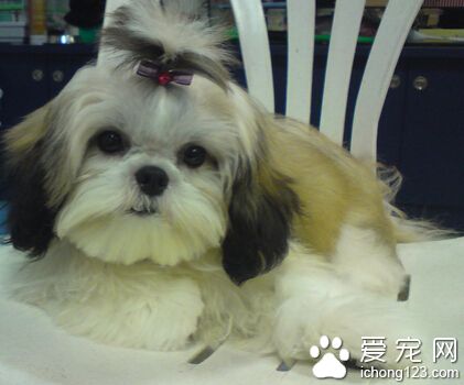 西施犬很凶嗎 其實它們是非常溫順的