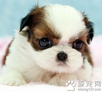 西施犬多少錢 普遍價格在1000-3000元