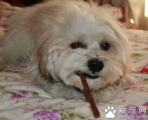 西施犬的價格 全國各地的價格差距不大