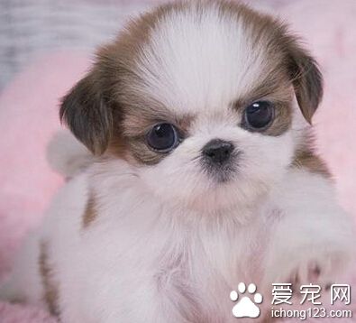 西施犬生活習性 別讓西施犬吃的太撐