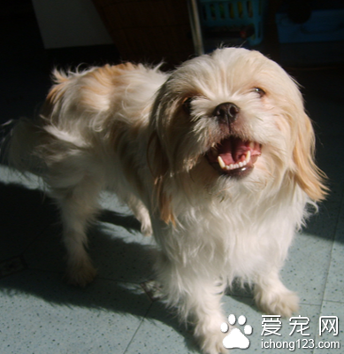 西施犬怎麼樣 適合家養的伴侶犬