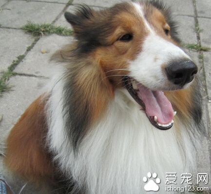 蘇格蘭牧羊犬打架厲害嗎 厲害那是肯定的