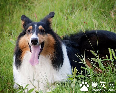 蘇格蘭牧羊犬凶猛嗎 它們是非常溫順的