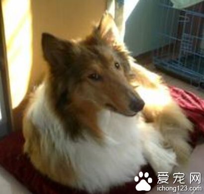  蘇格蘭牧羊犬優缺點 最大缺點是它太溫順