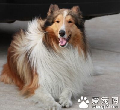 蘇格蘭牧羊犬咬人嗎 定期驅蟲和接種疫苗