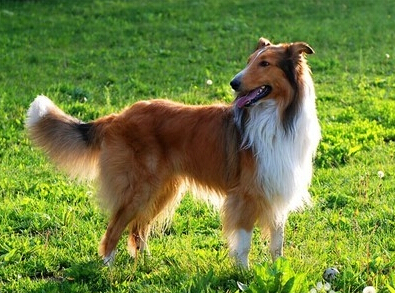 蘇格蘭牧羊犬有多大 公犬與雌犬的標准不同