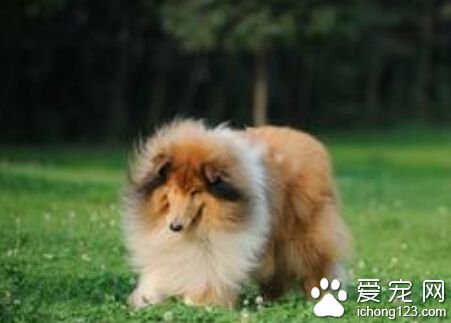 純種蘇格蘭牧羊犬價格 成犬在3000元左右
