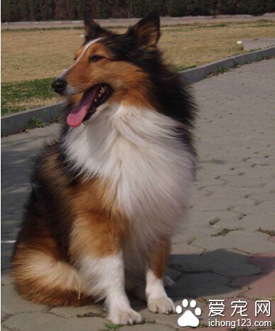 蘇格蘭牧羊犬和喜樂蒂的區別 六個細節來分辨