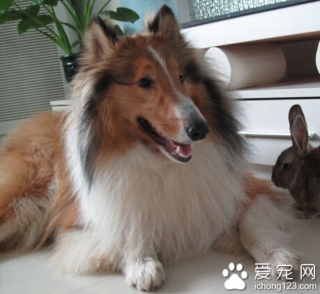  蘇格蘭牧羊犬多少錢一只 純種和串種相差大