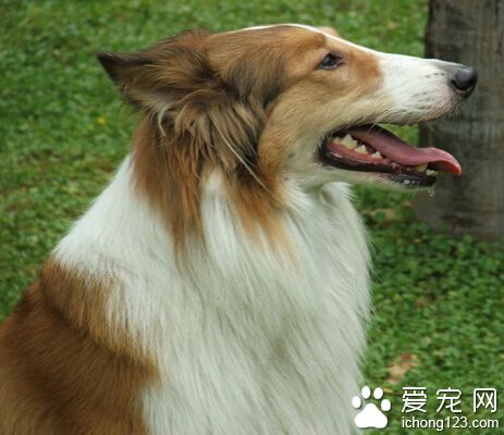  蘇格蘭牧羊犬多少錢 普遍在600-1500元