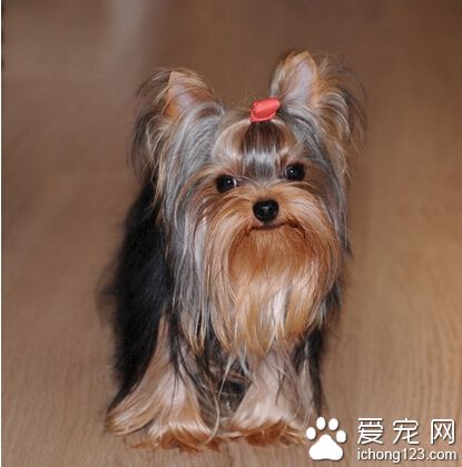 約克夏好不好 和小朋友能夠融洽相處