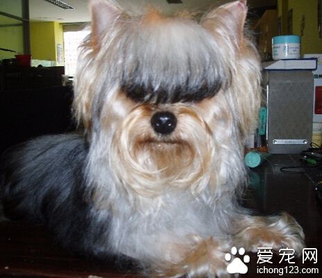 茶杯約克夏犬價格 具體多少根據當地情況