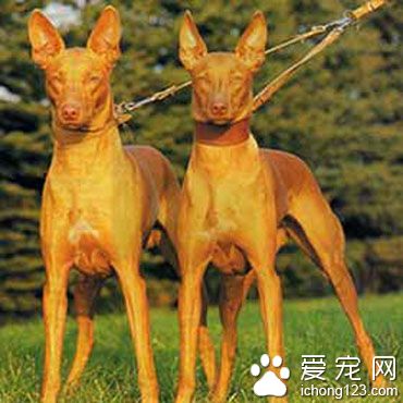 法老王獵犬喜叫程度 相對比較安靜