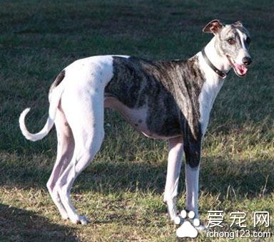 格力犬與靈缇的區別 是同一系列的犬種