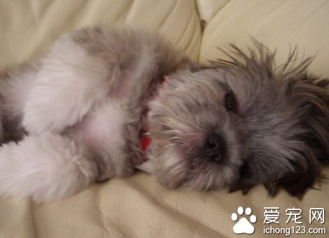 拉薩犬大概多少錢 購買之前需了解其特性