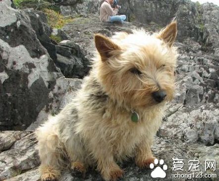羅威士梗好養嗎 一定要做好飼養前的准備
