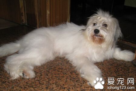 拉薩犬凶嗎 狗狗天性不凶悍且非常溫順