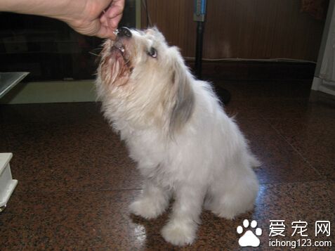拉薩犬的喂食要點 在固定的地方給它喂食