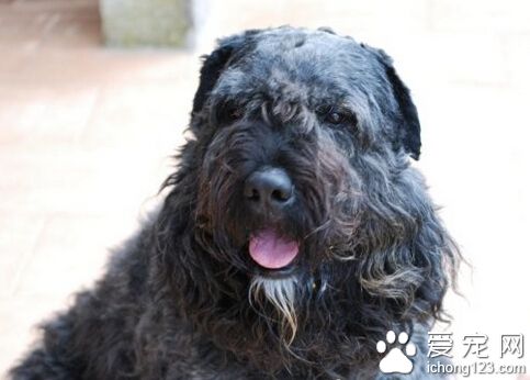 法蘭德斯畜牧犬哪裡賣 首先了解它的用途