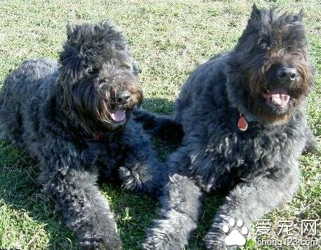 法蘭德斯畜牧犬怎麼選 首先看其精神狀態