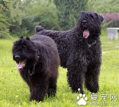  法蘭德斯畜牧犬好養嗎 多花時間與它共處