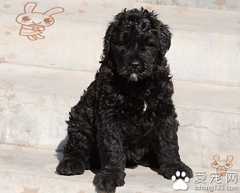 法蘭德斯畜牧犬多少錢 1000至3000元之間