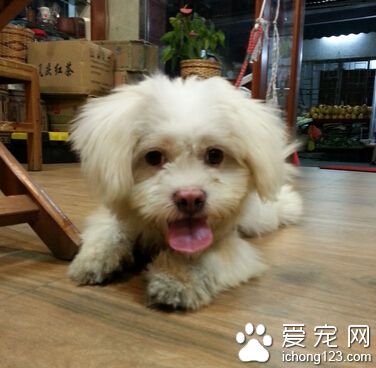 家庭養狗什麼品種好 泰迪雪納瑞首選 　