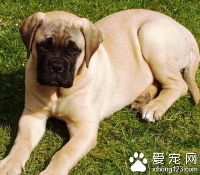 斗牛馬士提夫犬哪裡賣 脾氣暴躁的狗狗