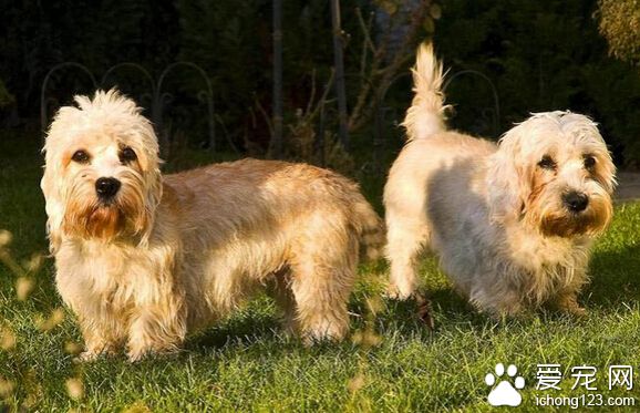 丹迪丁蒙梗多少錢 最古雅別致的寵物犬
