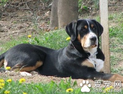 大瑞士山地犬哪裡賣 體形最古老品種之一